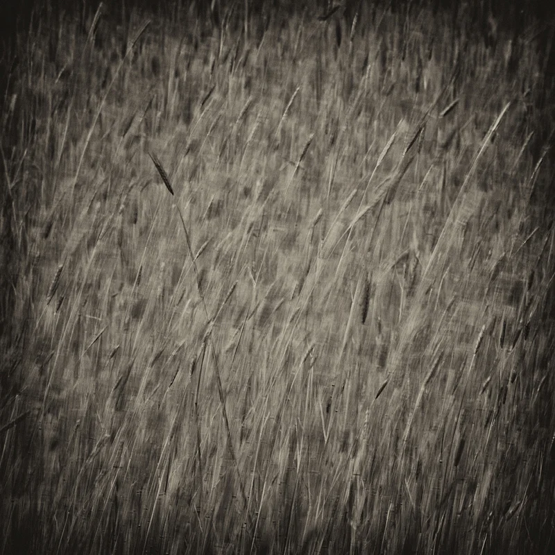 LW_060421_GRASS_008sbw.jpg