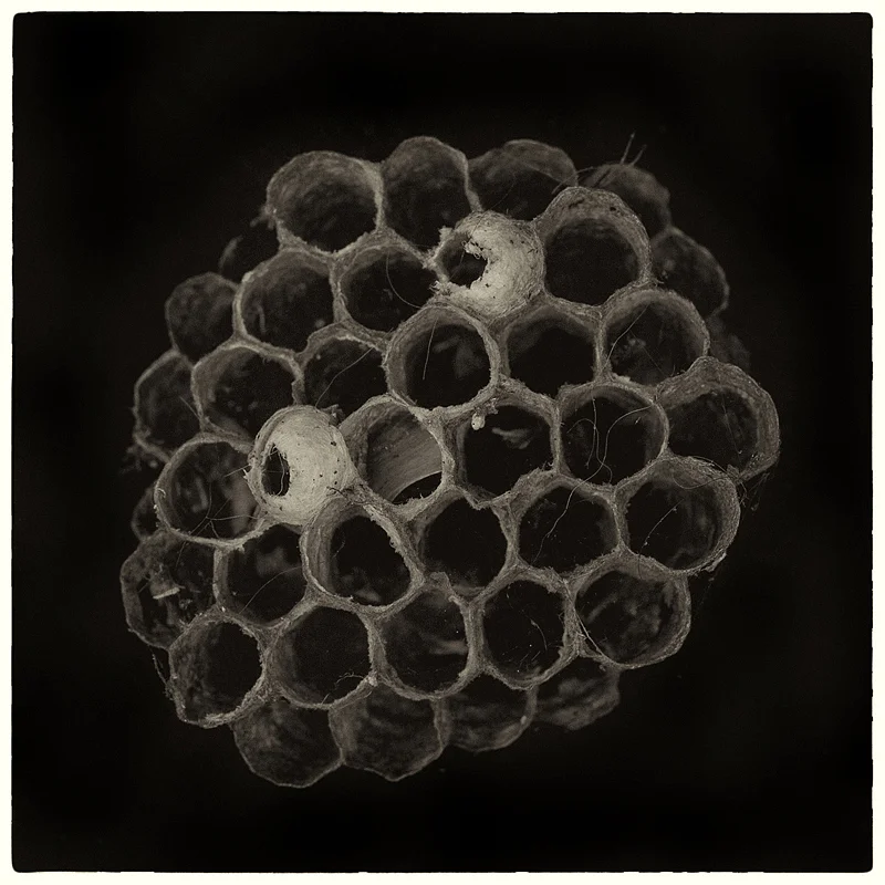 Wasp nest.