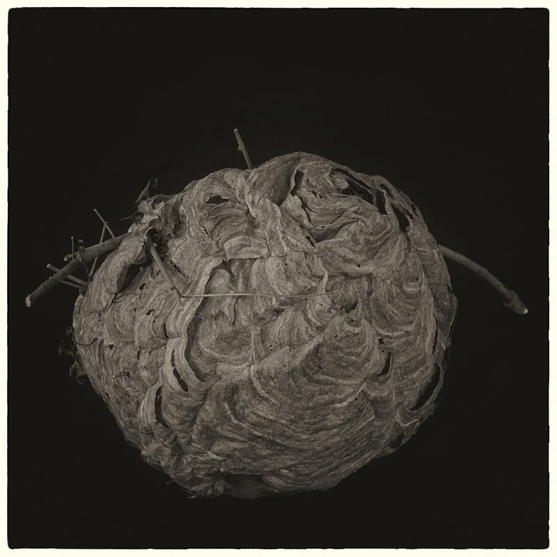 Hornet's nest.