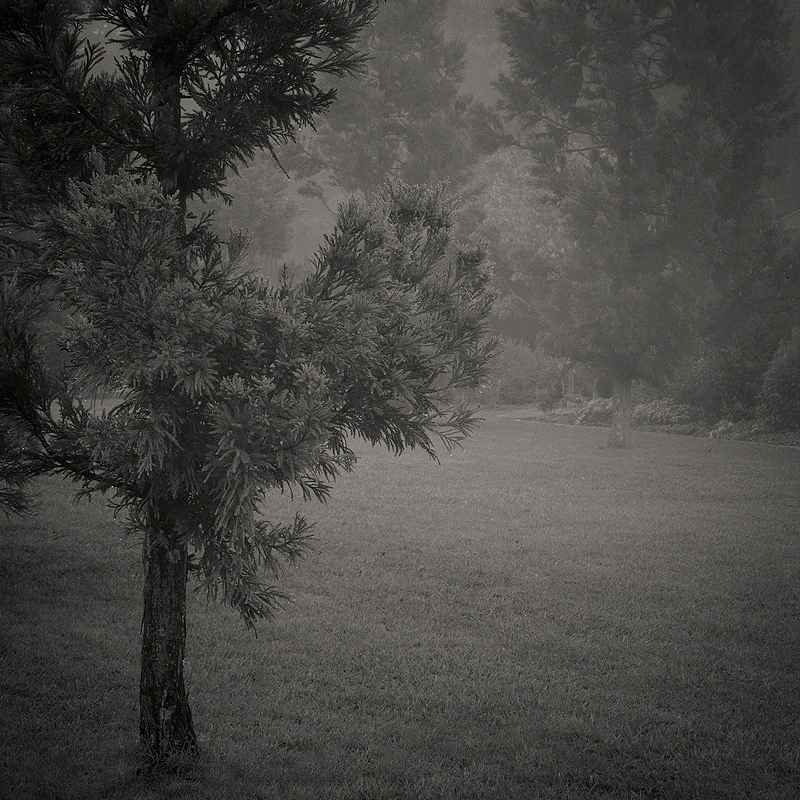 Central lawn flanked by specimen trees. Reynolda Gardens, Winston-Salem, NC. Restoration by The Jaeger Company. Photo ©2012 Lee Anne White.