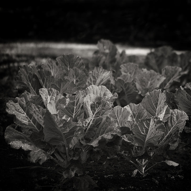 Greens growing in the Nicer Vegetable Garden. Reynolda Gardens, Winston-Salem, NC. Restoration by The Jaeger Company. Photo ©2012 Lee Anne White.