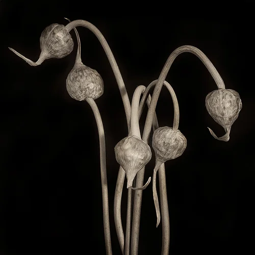 Leeks. ©2014 Lee Anne White.