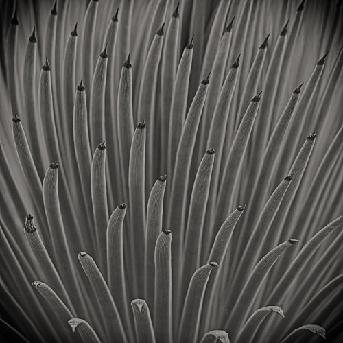 Agave stricta . ©Lee Anne White.