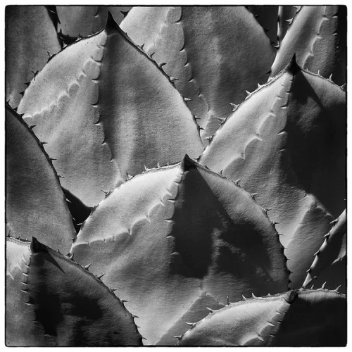 Agave parryi var. huachecensis . ©Lee Anne White.