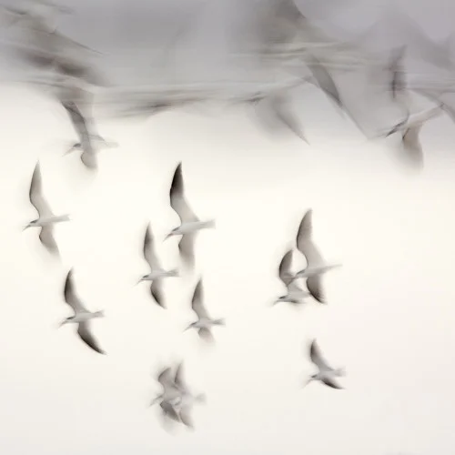 Skimmers in Flight. ©Lee Anne White.