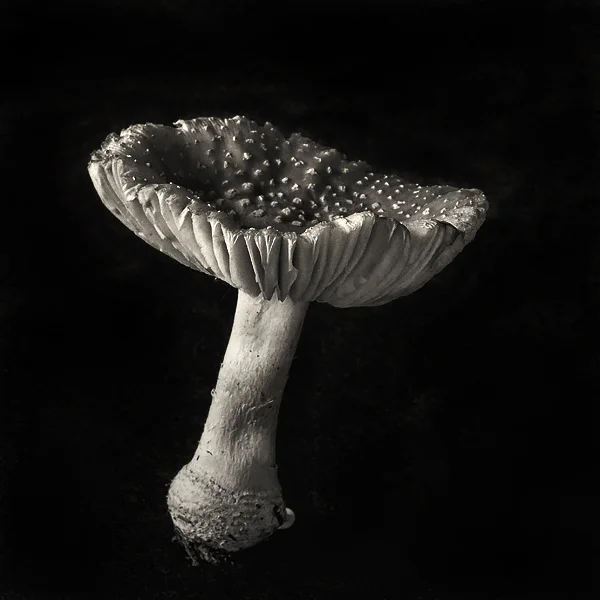 Amanita parcivolvata. ©2015 Lee Anne White.