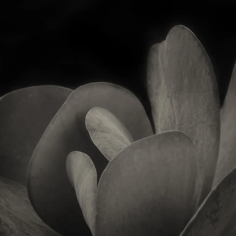 Kalanchoe thrysiflora. Paddle plant. ©2016 Lee Anne White. Photographed this week in the studio for the series, A Bowing Acquaintance with Plants .