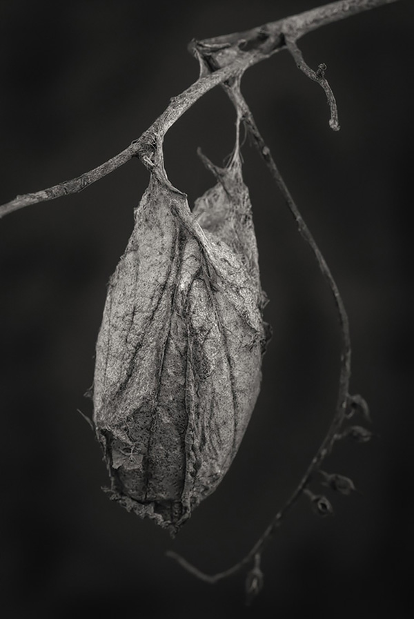 Saturnid moth cocoon . Photo ©2016 Lee Anne White
