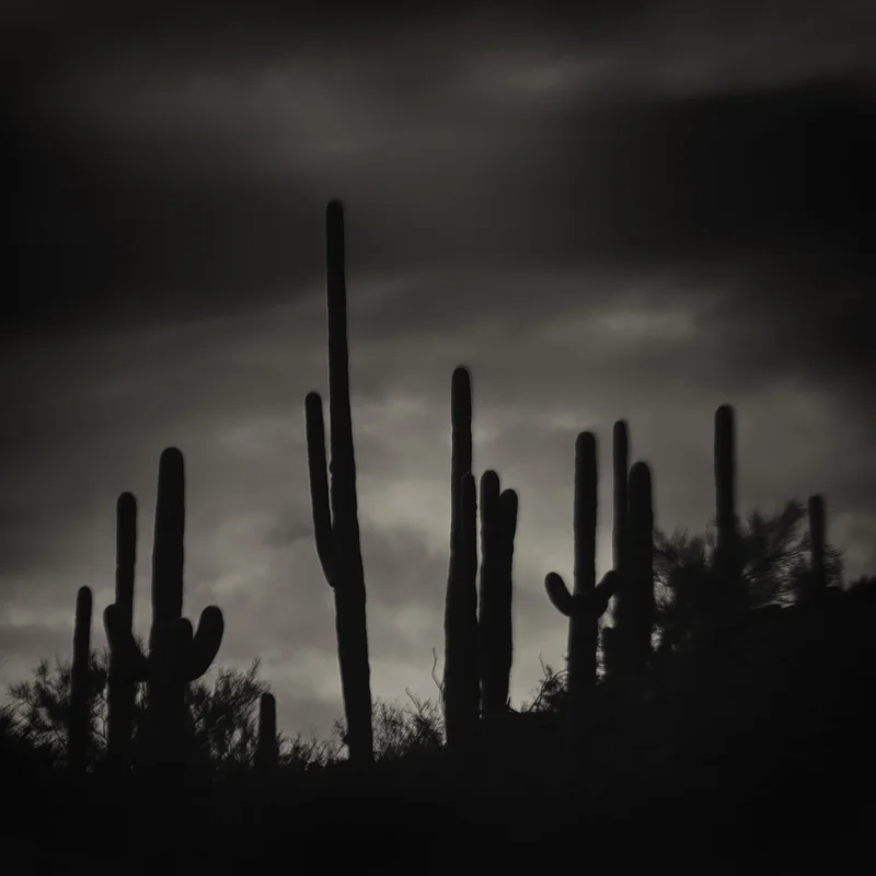 Saguaro National Park, Arizona. Photo ©2014 Lee Anne White.