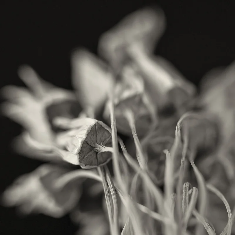 The underside of the seedpods.