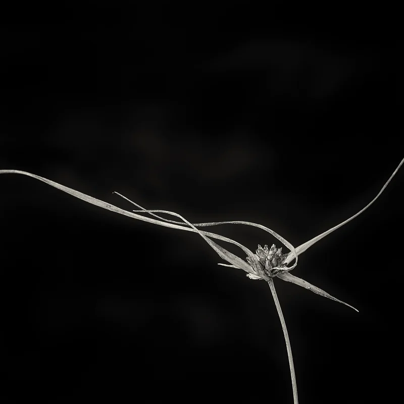 Alternate view. Dried flower head of Dichromena colorata , star grass. Photo ©2016 Lee Anne White