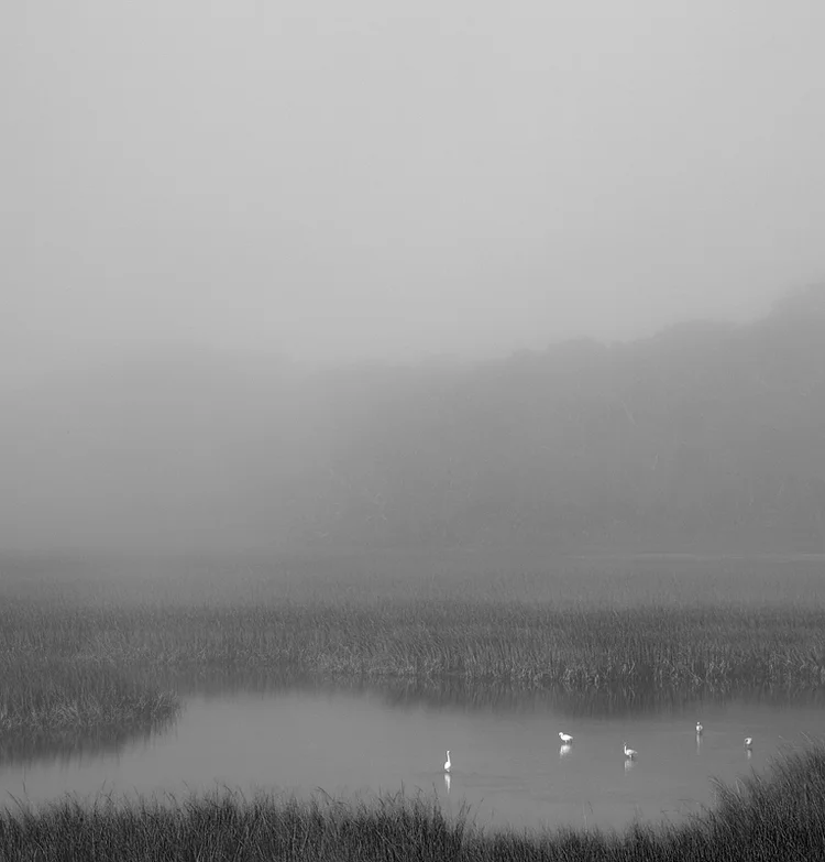Egrets at Eagan's Creek . Photographed on Amelia Island, Florida. Available as 10x10 and 20x20 exhibition fiber prints. Photo ©Lee Anne White.
