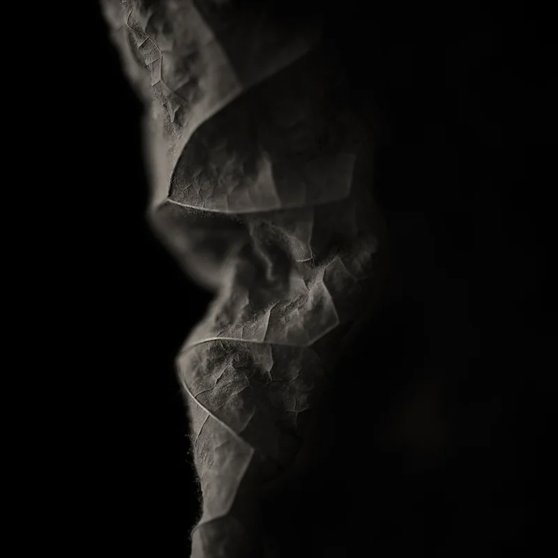 Leaf detail, big leaf magnolia ( Magnolia macrophylla ). ©2016 Lee Anne White