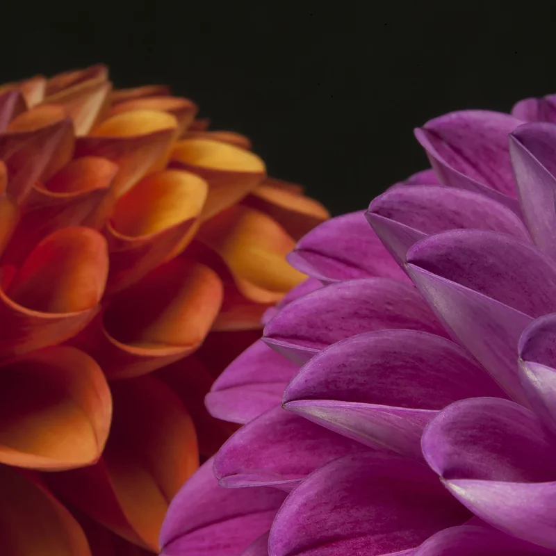 Dahlias from Endless Summer Flower Farm , Camden, Maine. ©2016 Lee Anne White.