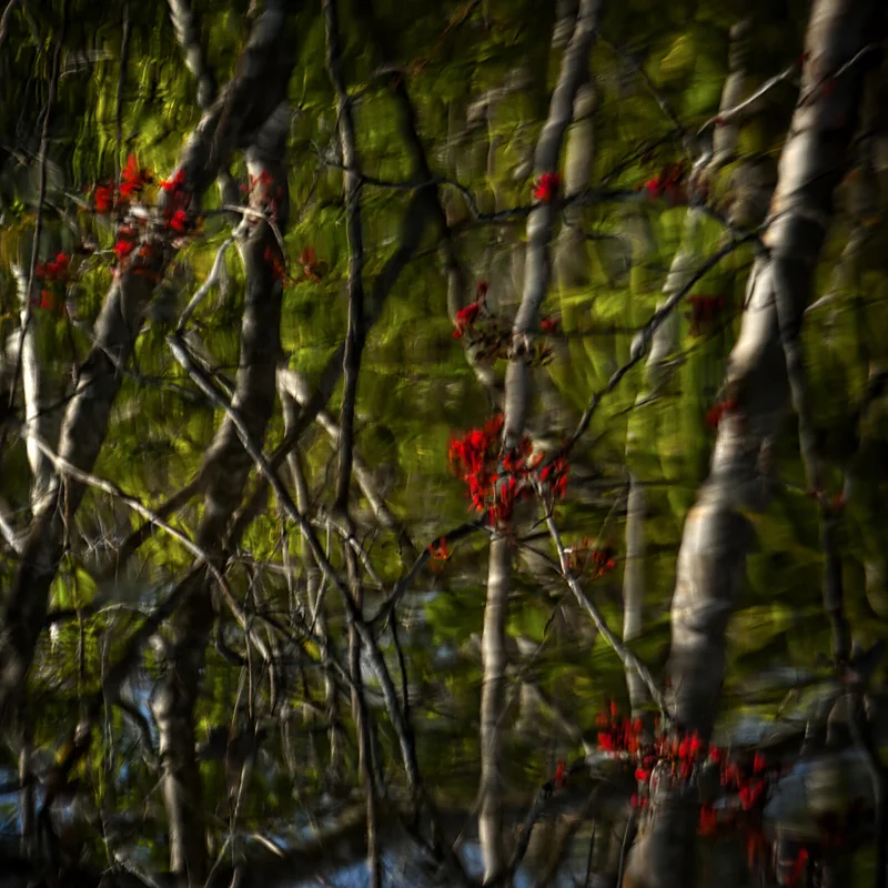 Flowering red maple reflected in black-water creek. Amelia Island, Florida. ©2017 Lee Anne White