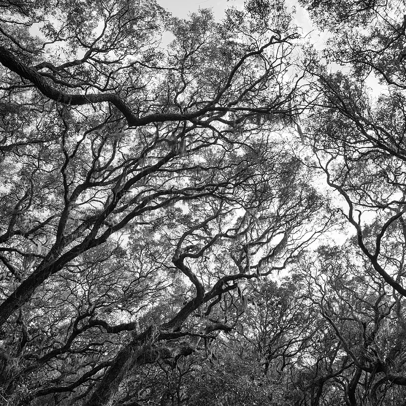 Live oak canopy. Fort George Island State Park, Florida. ©2017 Lee Anne White