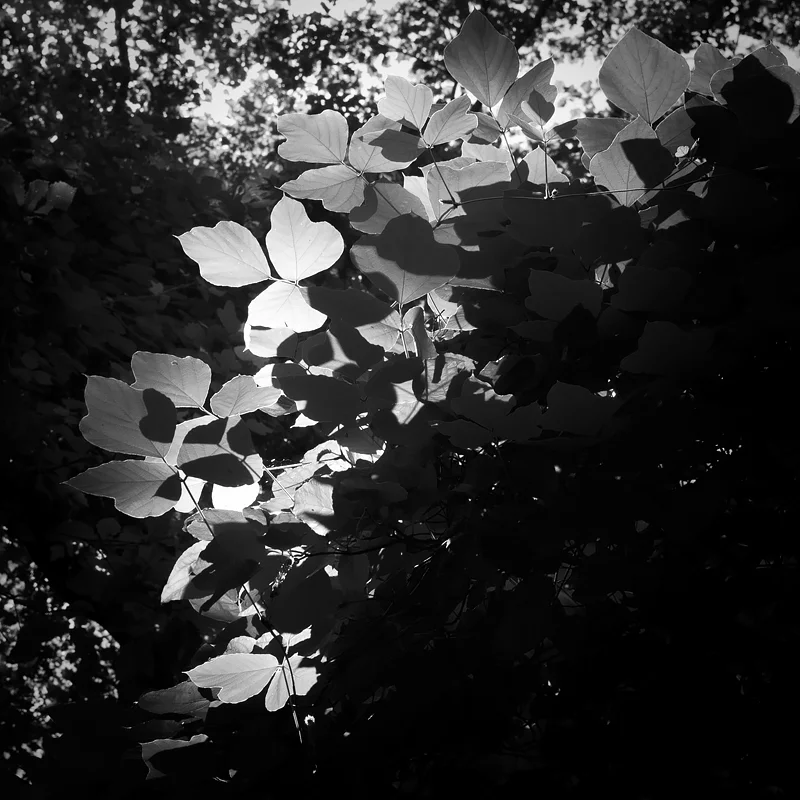 Kudzu in midday light. ©2017 Lee Anne White.