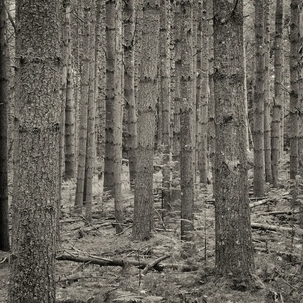 Pine Forest, Fernald Neck Preserve, Camden, ME . ©2017 Lee Anne White.