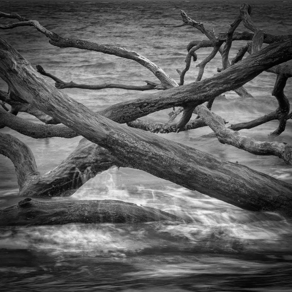 Tumbling Toward the Sea. Big Talbot Island, Florida. As I wrap up one project and move along to the next, I feel a lot like this photo, with ideas crossing paths, tumbling over each other and reaching out in every direction as I search for clarity. Photo ©2017 Lee Anne Whit e.