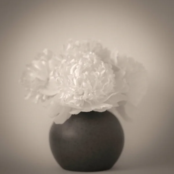 First Peonies . Photo ©2017 Lee Anne White.