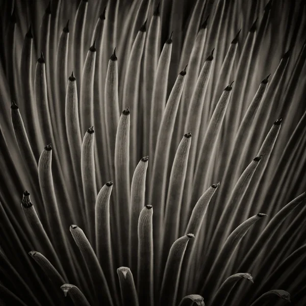 Agave stricta . From the series, A Bowing Acquaintance with Plants . 21"x21"x2" photo encaustic on panel. On display May 5-25, Creative Arts Guild, Dalton, GA.