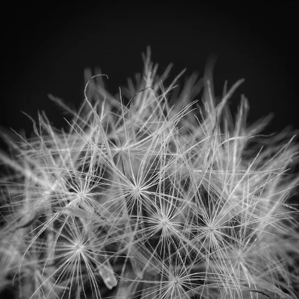 Tragopogon pratensis has many common names, including meadow salsify, meadow goat's beard and showy goat's beard. My favorite is Jack-go-to-bed-at-noon, which refers to the flower's habit of opening only in the morning. This useful herb or weed, depending upon your perspective, was growing alongside an overgrown parking lot a few blocks from my studio. I gathered a handful, though most of the seeds disbursed in the wind before I made it back indoors. Photo ©2017 Lee Anne White.