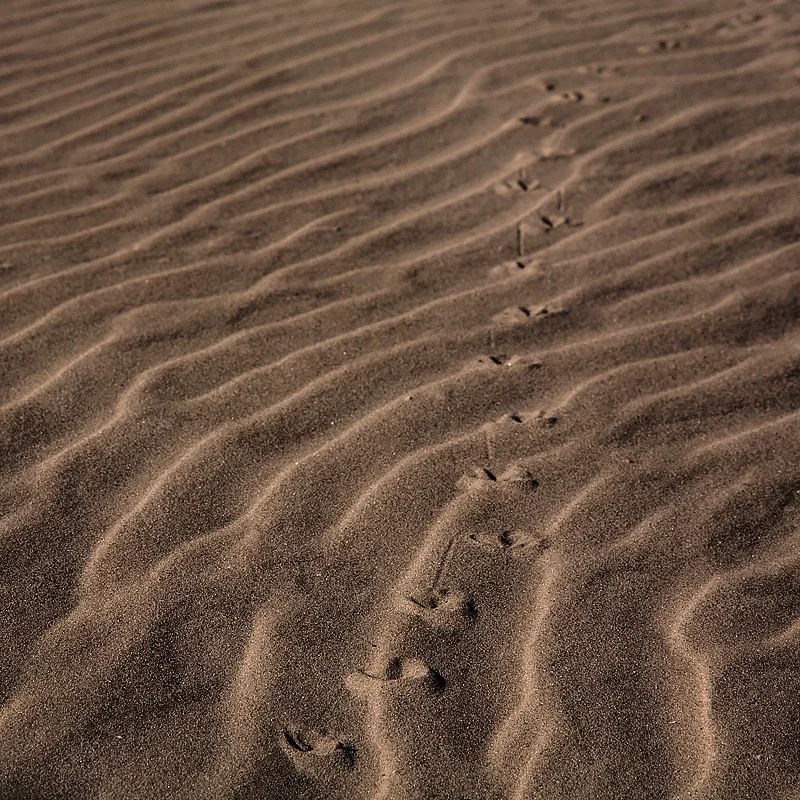 Tracks in Sand. ©2017 Lee Anne White.