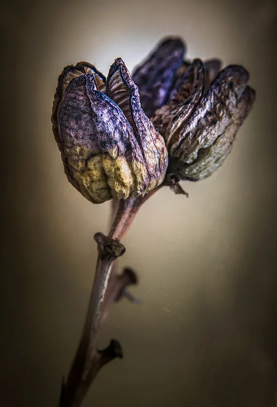 ©Cynthia MacDonald