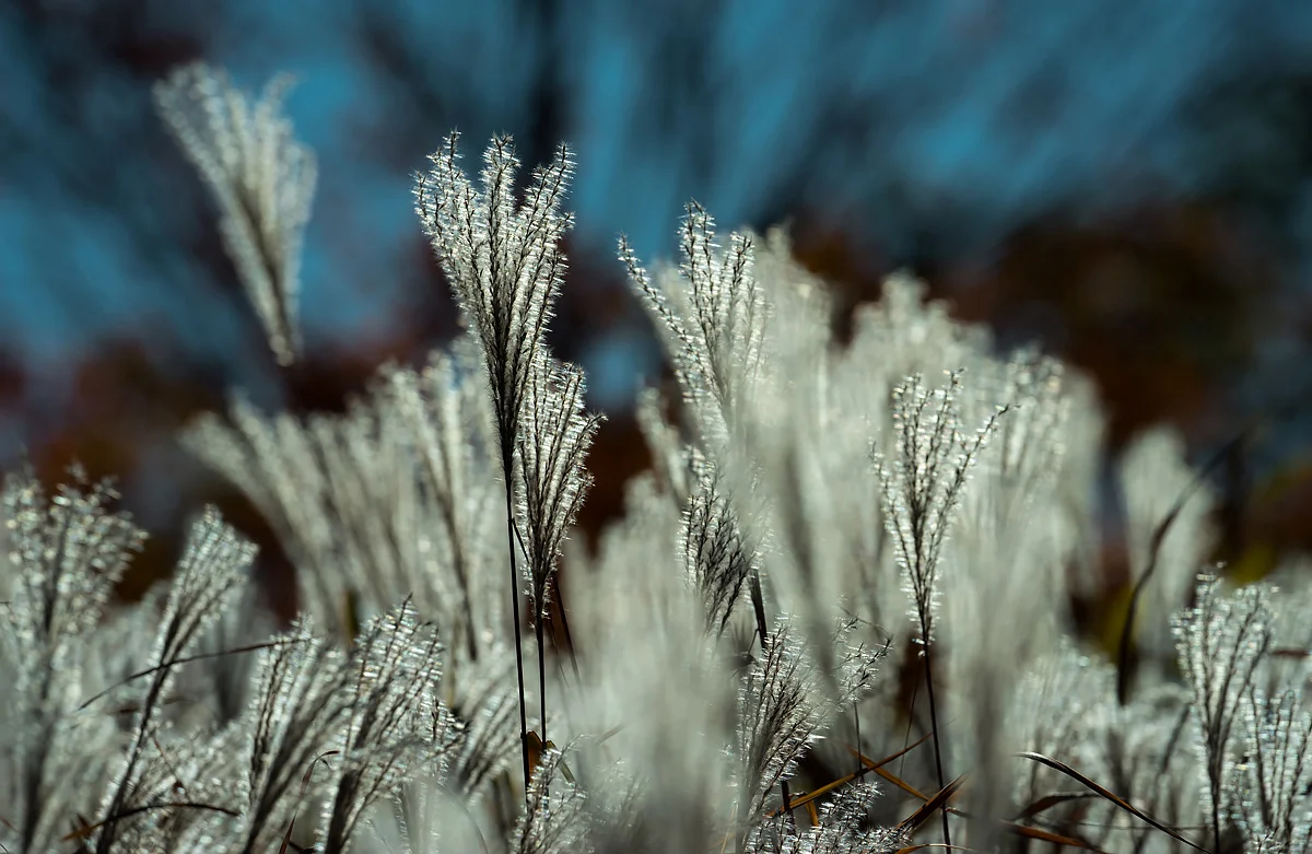©Cynthia MacDonald
