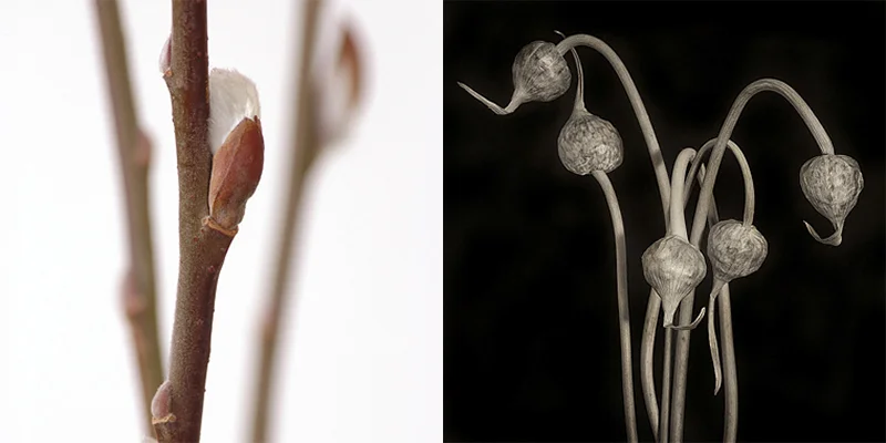 Willow branches (left) and dried leek pods (right). 