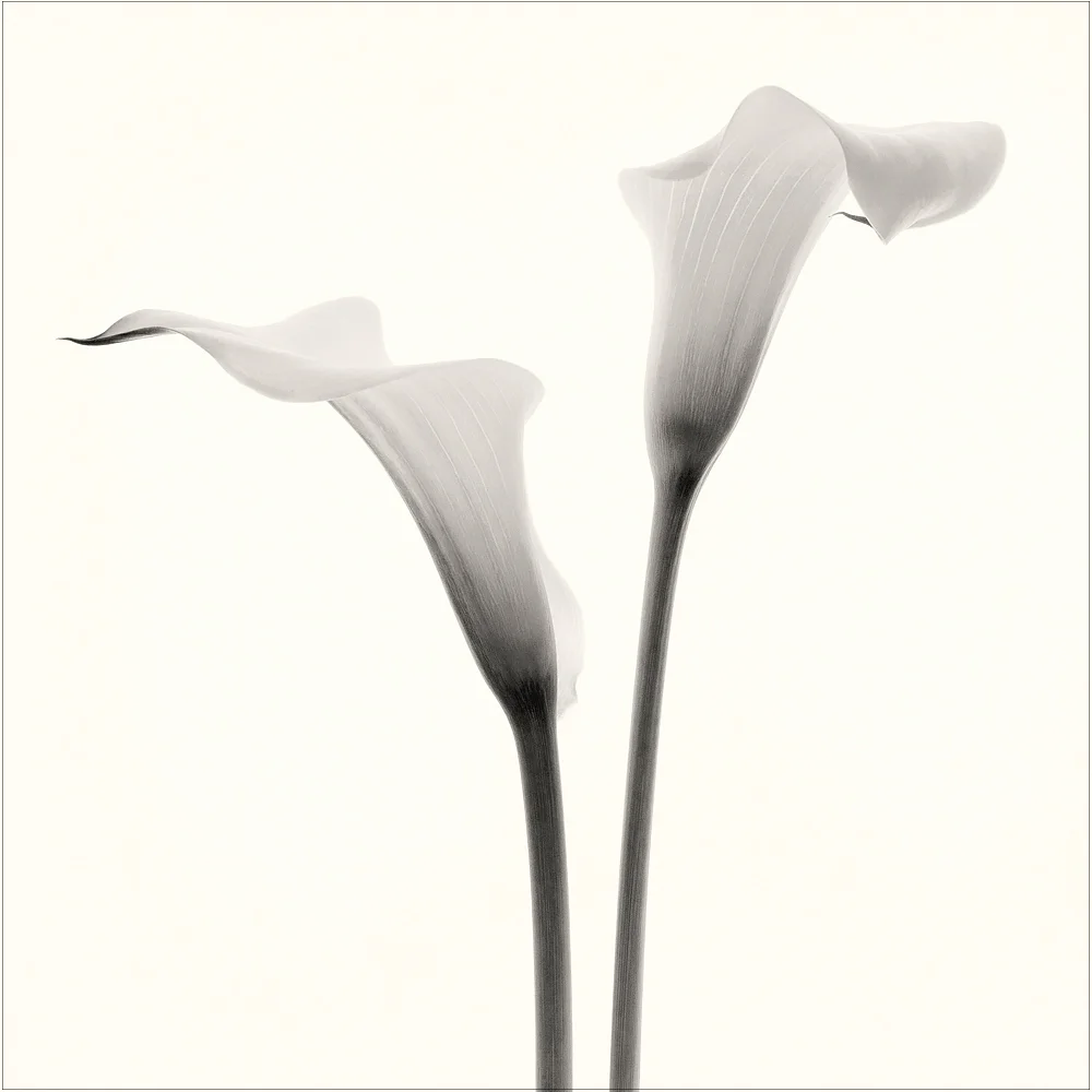 Zantedeschia antheopica. The graceful flowers of calla lily. Photo @2018. Lee Anne White.