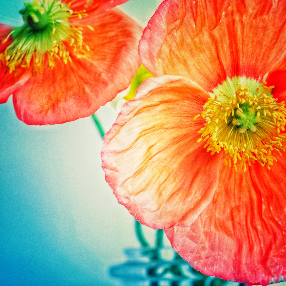©Lin Eagle