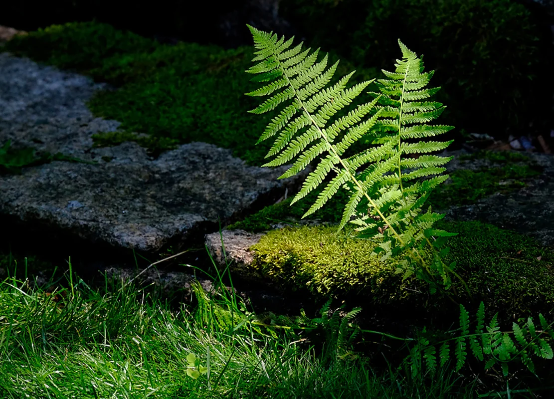 ©Jane Peterson