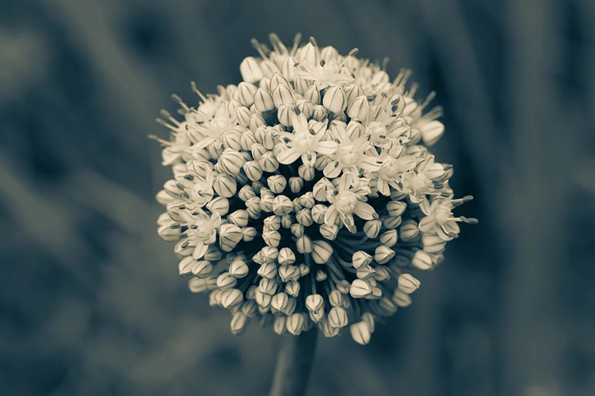 ©Jordana Munk Martin