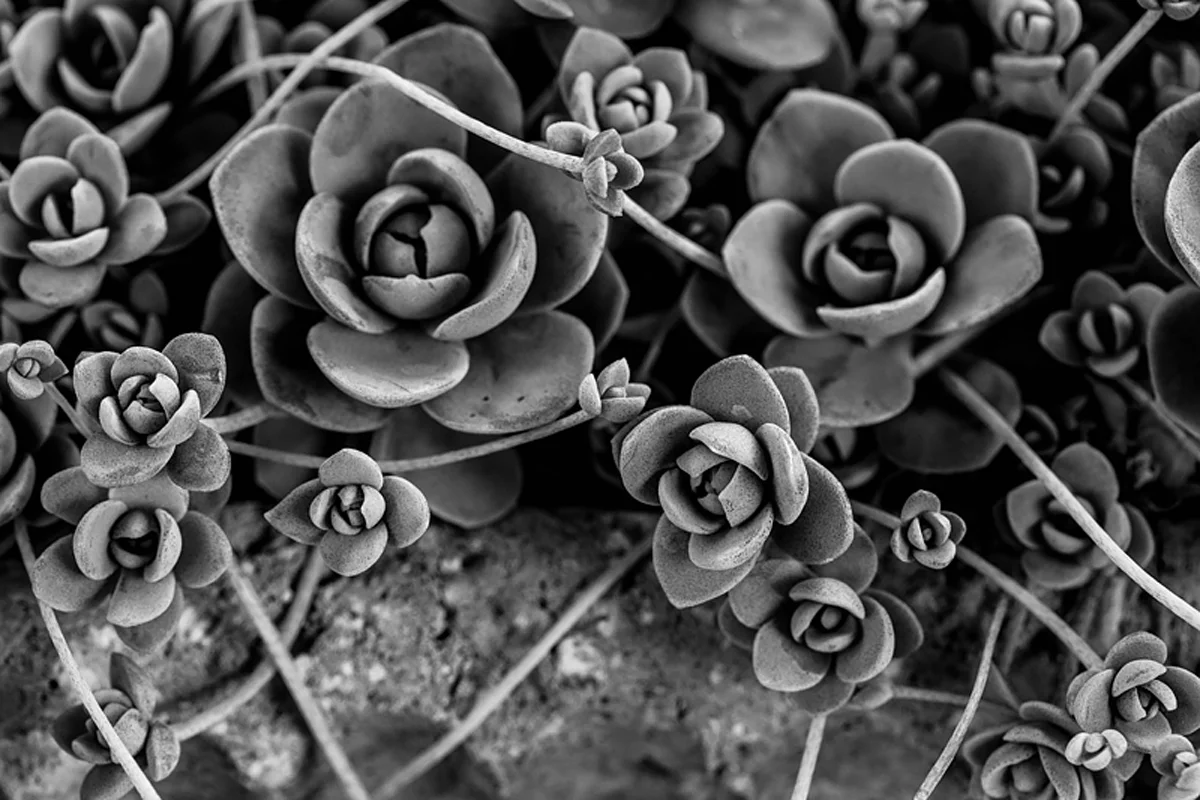 ©Jordana Munk Martin