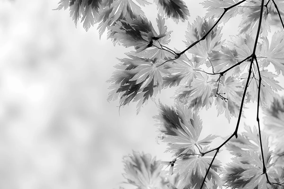 ©Jordana Munk Martin