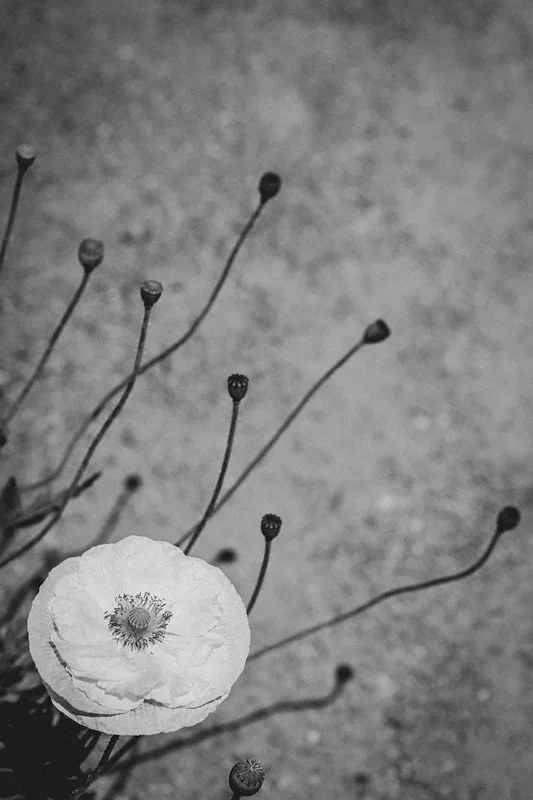 ©Jordana Munk Martin