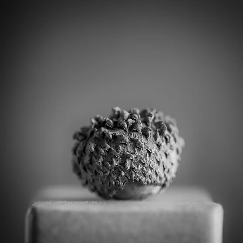 Acorn from an overcup oak. Photo ©2019 Lee Anne White.