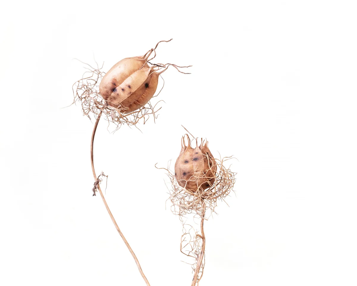 ©Laura Farrell