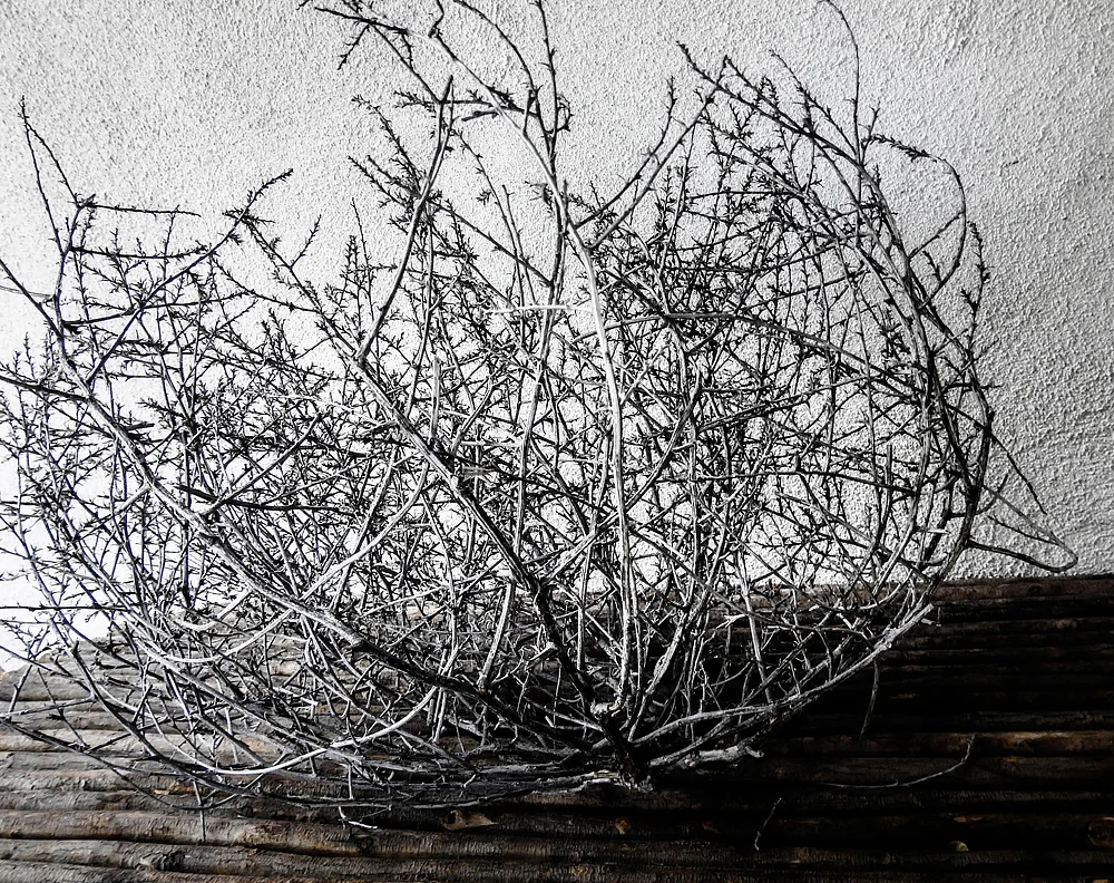 ©Jane Arthur