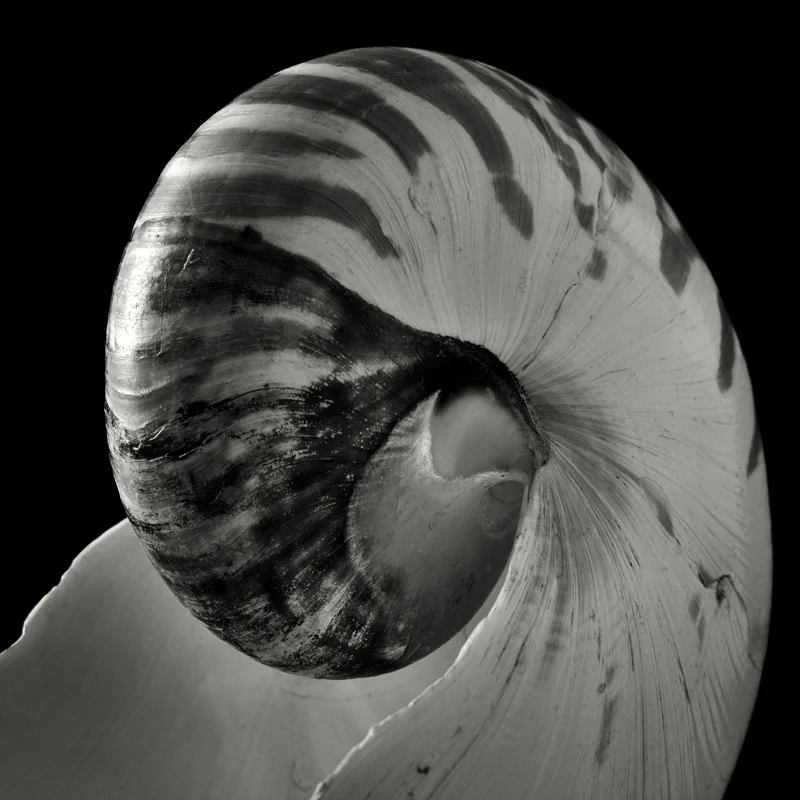 Chambered nautilus (Nautilus pompilio). ©2019 Lee Anne White