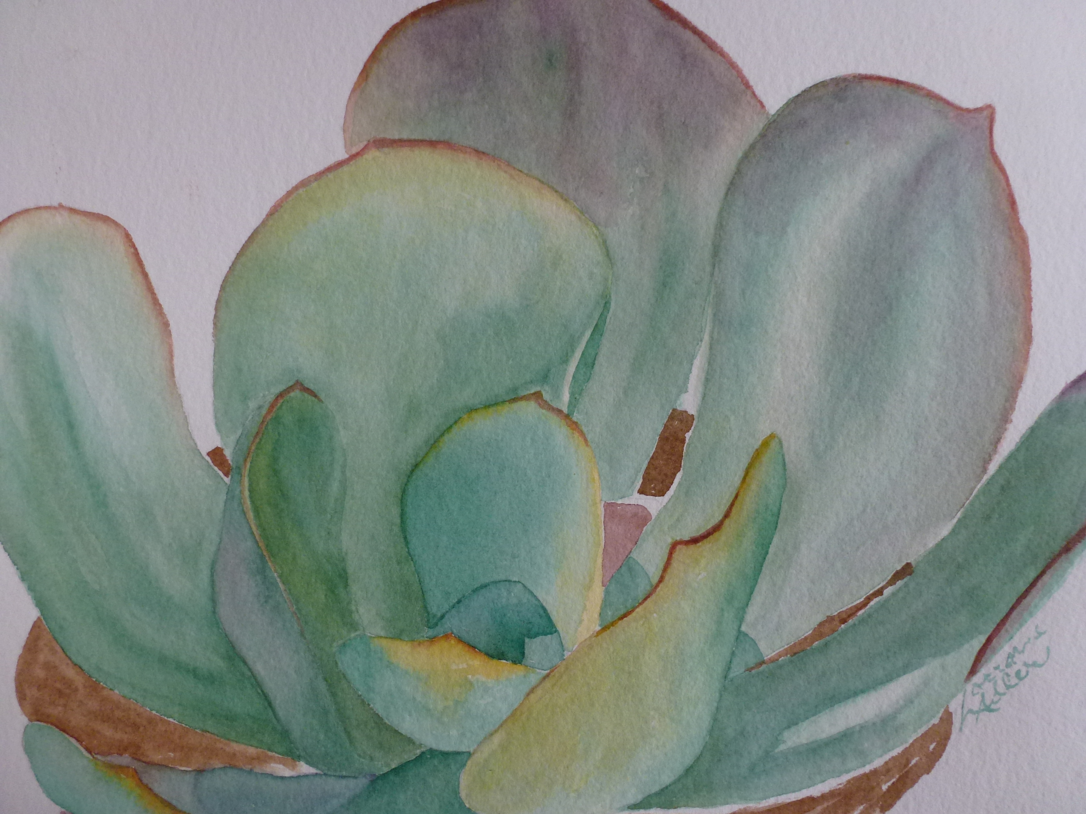 Gentle Succulent