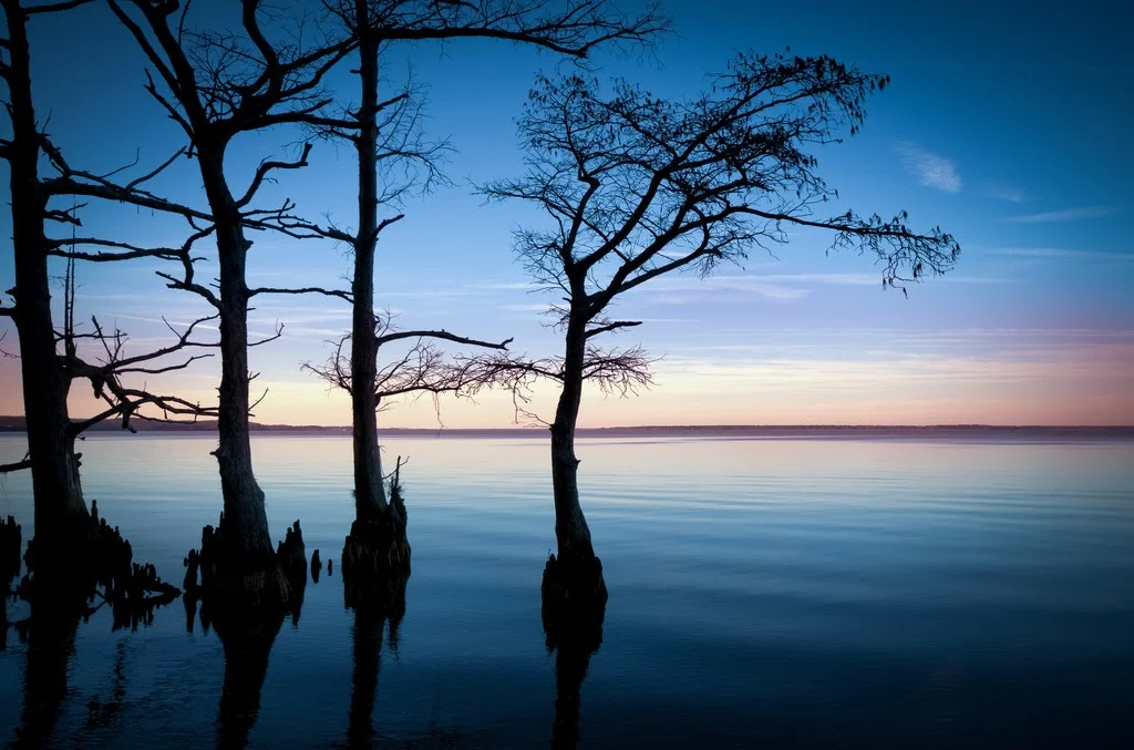 A peaceful shoreline with Cypress trees silhouetted against the late sky.