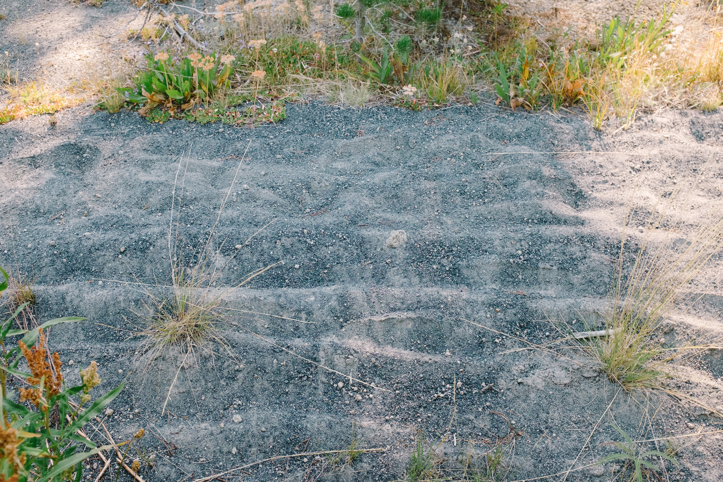 “Trail”.