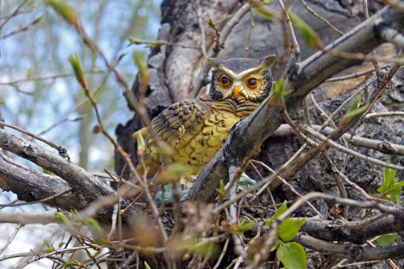 Owl Tree.jpg