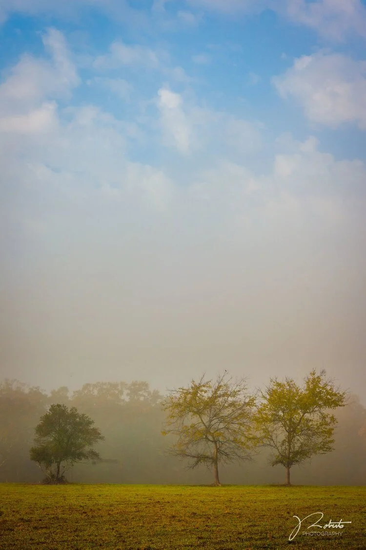 TreesAndFog.jpg