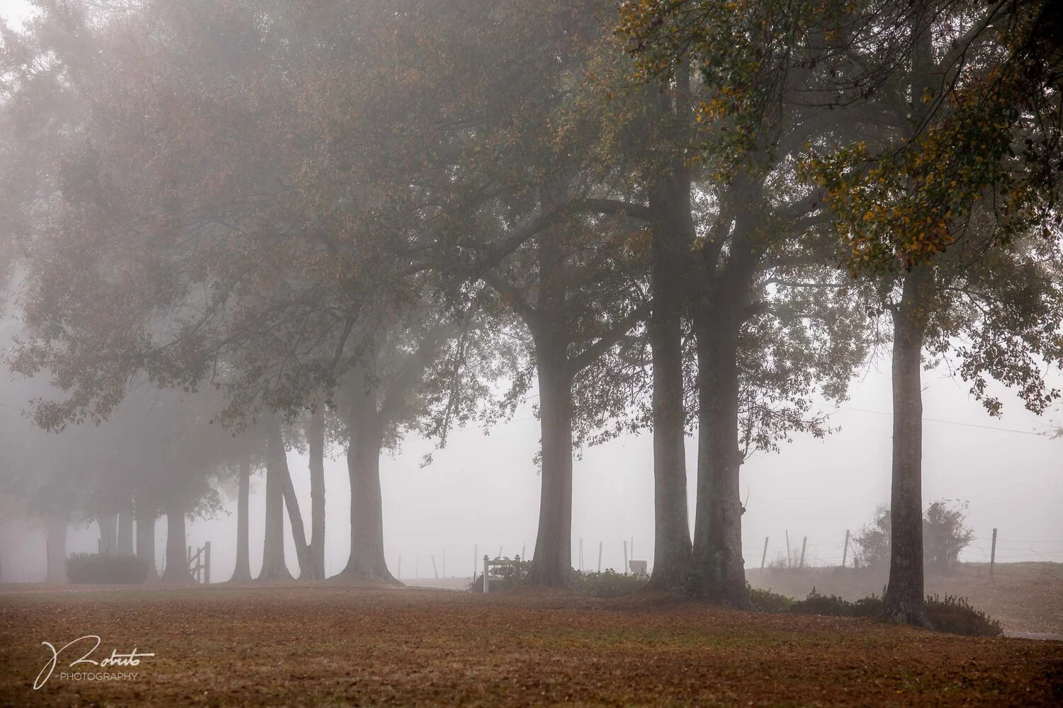 Fog_01(1).jpg