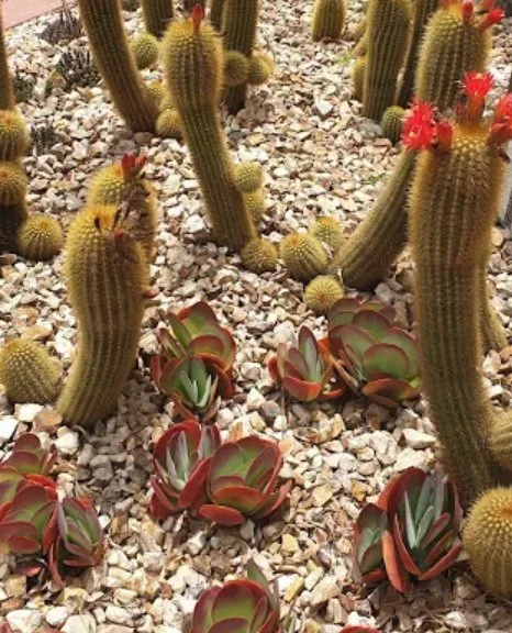 Our last Sunday of the month, HAS En Plein Air event is on Sunday 28 September at Guilfoyle&rsquo;s Volcano, Royal Botanical Gardens, Melway Map 2L, D1. Nearest entry gate is Gate C. ⁠
⁠
There you&rsquo;ll find the unique combination of exotic succul