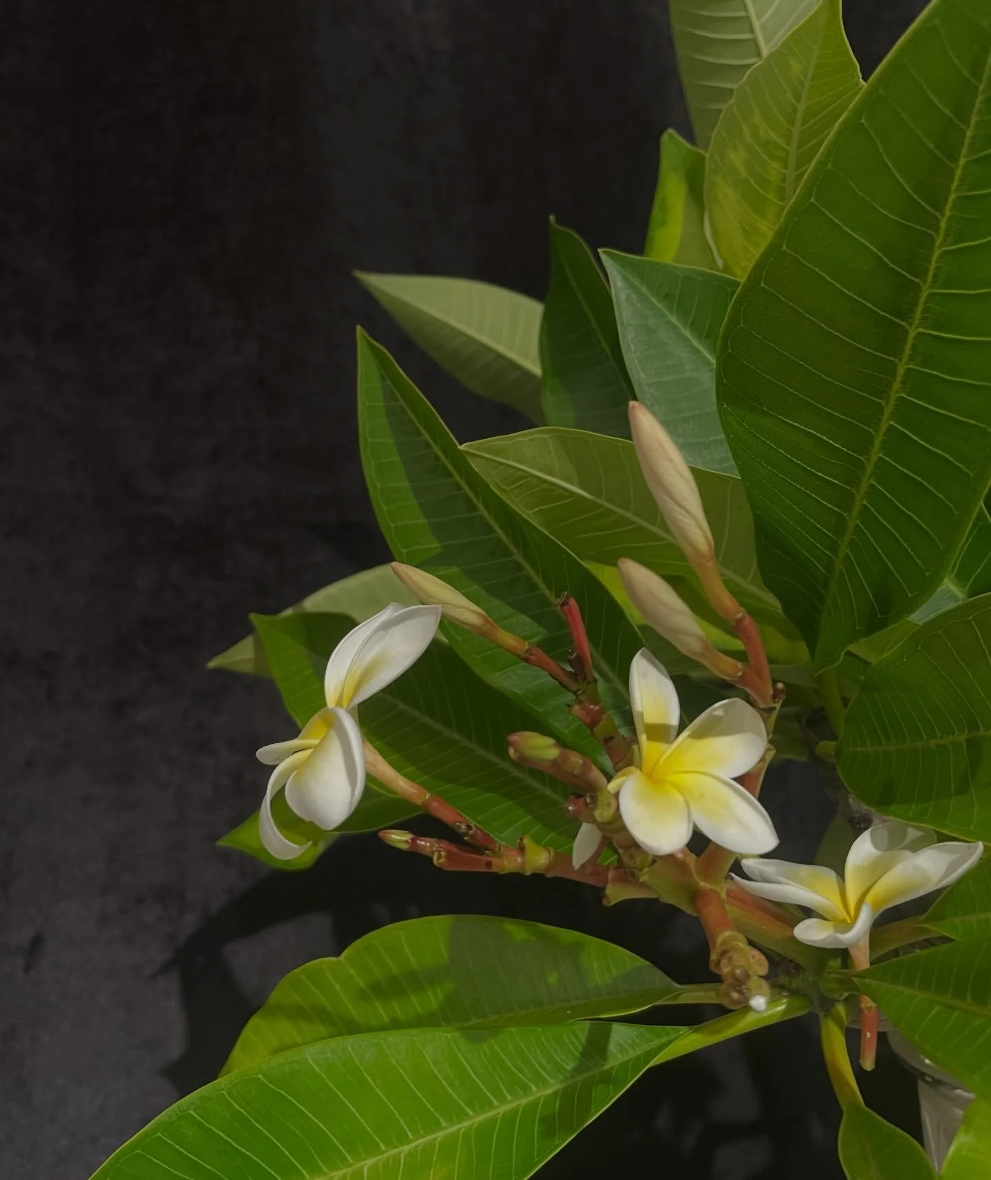 Lewis Miller WORKSHOP ONE Saturday 11 April and Sunday 12 April 1.30 - 4.30pm. About to start.