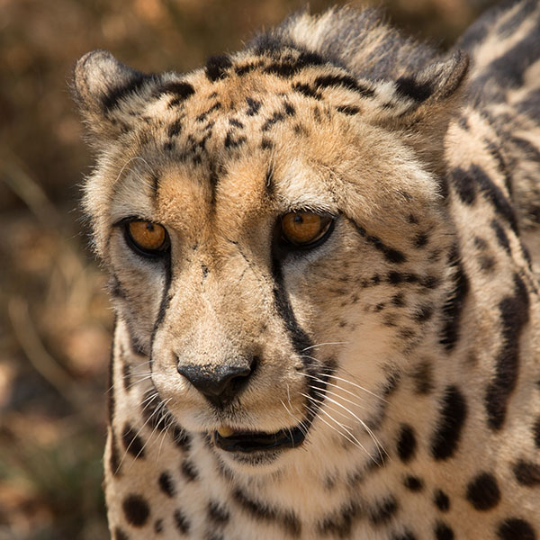 Cheeta van Ann Jacobs